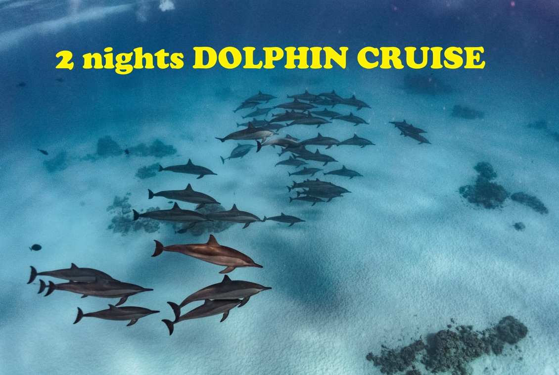 2 ночи DOLPHIN CRUISE