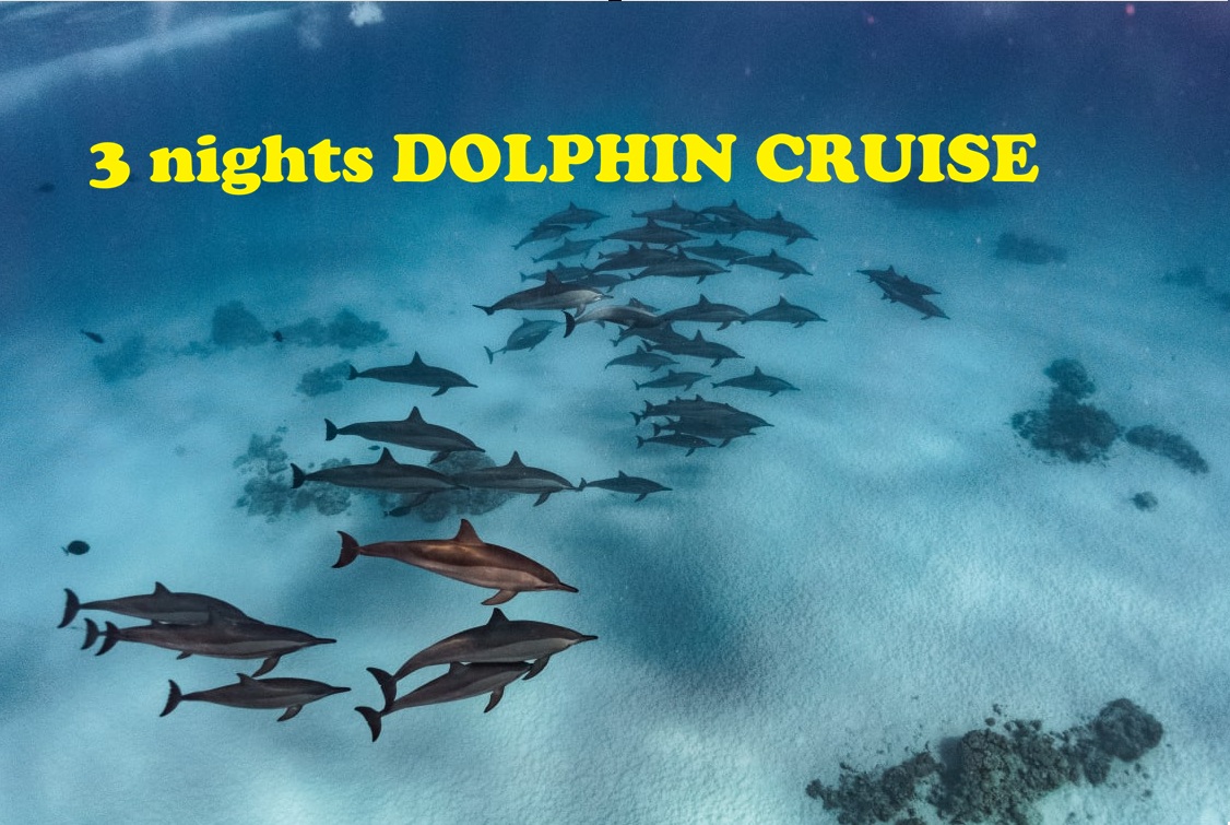 3 ночи DOLPHIN CRUISE
