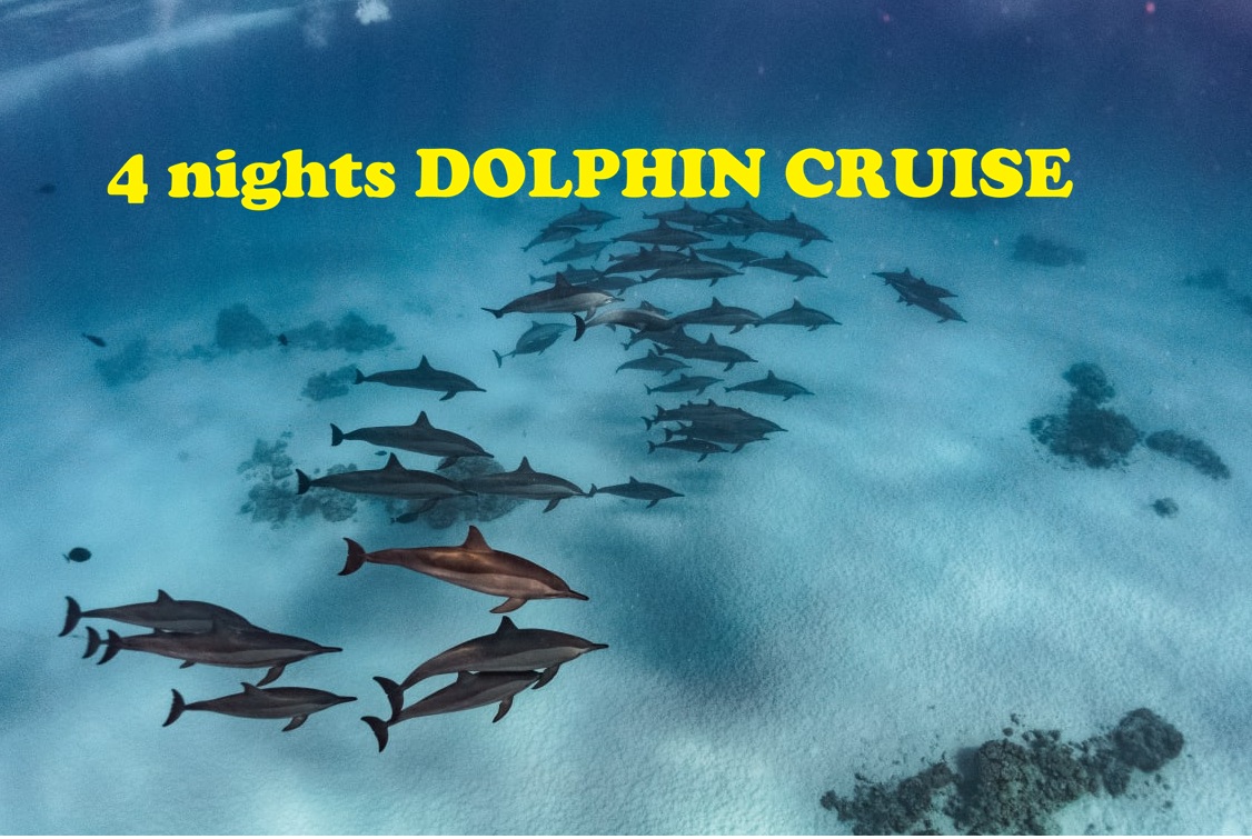 4 ночи DOLPHIN CRUISE